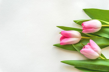 Delicate spring pink tulips against white background. Background, frame for design. Copy space.