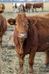 Fototapeta premium Kuh, Kühe, Rinder auf der Weide 