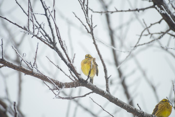 yellow sparrow in the winter