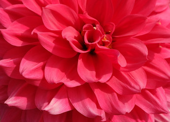 Fototapeta na wymiar Beautiful red dahlia flowers.