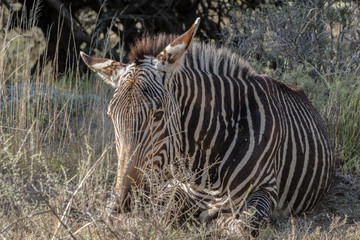 Zebra