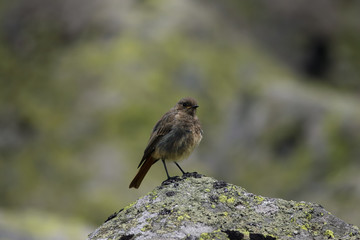 The common redstart (Phoenicurus phoenicurus) or old world flycatcher sitting on the rock covered by lichen with grey stones in background