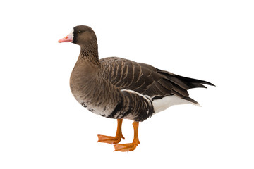 Graylag Goose