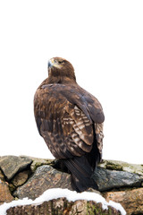 Tone Eagle