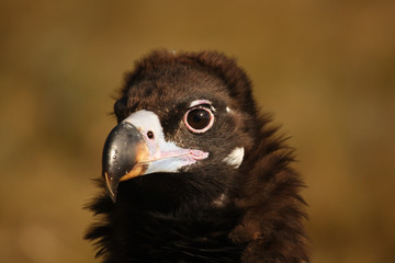 The detail of the head of cinereous vulture (Aegypius monachus) or black vulture, monk vulture, or eurasian black vulture with yellow background