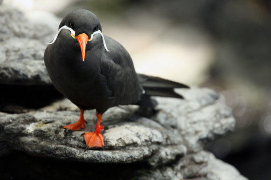 The Inca tern (Larosterna inca) sitting on the black rock in the shore