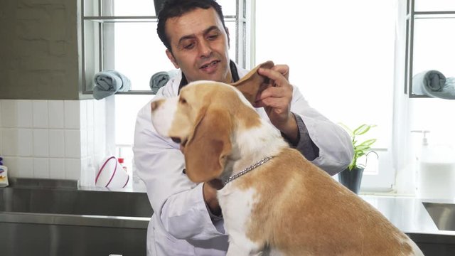 Mature handsome Hispanic male professional vet smiling examining ears of an adorable Beagle canine working at the veterinarian clinic veterinary pet care medicine healthy domestic animals.