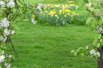 Blooming apple tree on green blurred background.