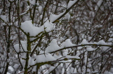 Снег на ветке.