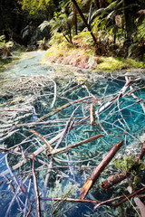 Whakarewarewa Forest Acidic Pools