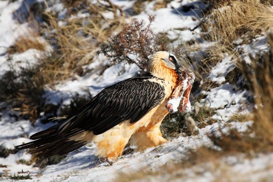 The bearded vulture (Gypaetus barbatus), also known as the lammergeier or ossifrage on the feeder swallows huge bone. Typical feeding behavior of the lammergeier.