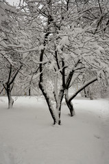 Снег на деревьях.