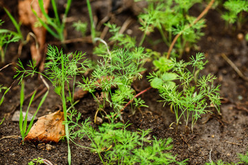 young sprouts of parsley and dill grow in the soil in the garden