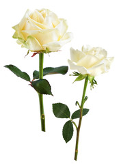 Naklejka na ściany i meble Rose collection on white.