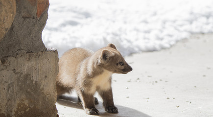 American Pine Marten (Martes americana) Foraging on the Ground for Seed During the Winter