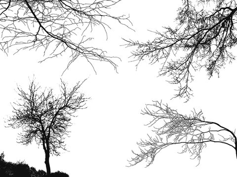 Realistic trees silhouette (Vector illustration).ai10