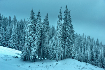 Winter forest