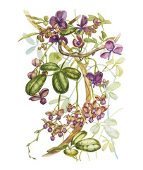 Watercolor hand drawn akebia quinata leaves and purple flowers on a white background. Botanical illustration.