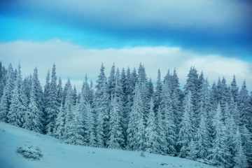 Fototapeta na wymiar Snowy pine forests