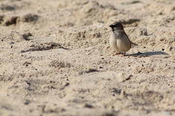 A Tiny Cute Sparrow On A Sandy Beach
