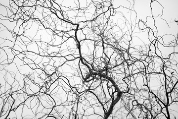 Tangled structure of thin twisted tree branches resemble a network of veins and arteries. Spindly tree branches form a complicated fractal pattern silhouetted against neutral grey background. - obrazy, fototapety, plakaty