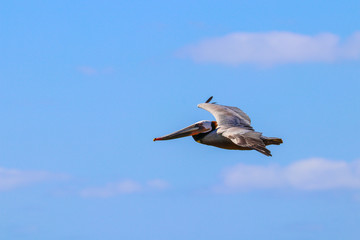Brown Pelican Flight
