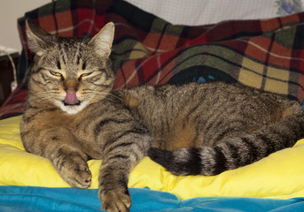 Cat with tongue out
