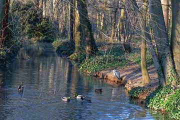 Ruisseau au Parc de la Tête d'Or