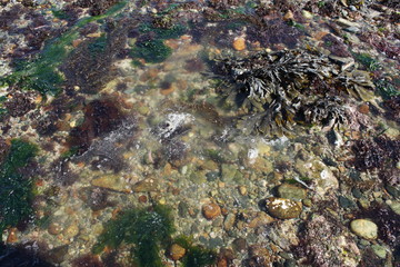 Guernsey rockpool