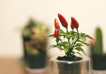 pimenta