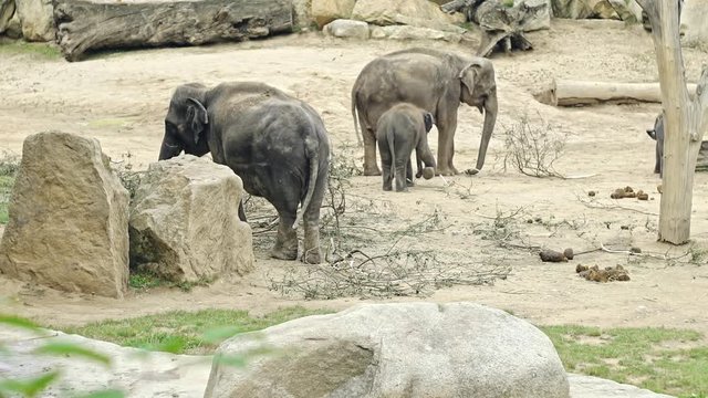 A baby african elephant calf following its mother