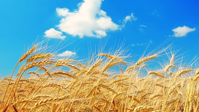 Golden Ears of ripe wheat on the field swaing on the wind against a blue sky