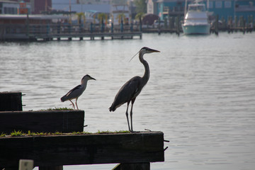 Heron and buddyt