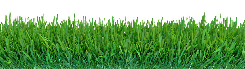 Fototapeta na wymiar Green grass. Natural grass texture background. Meadow. Spring, summer season. Plant growth 3d rendering