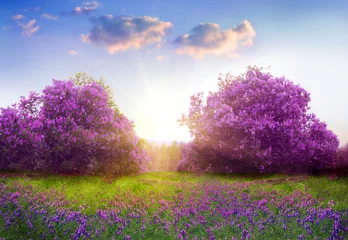 Poster Im Rahmen Schöne Landschaft mit Frühlingsblumen. Fliederbäume in Blüte © Lilya