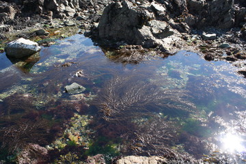 Lihou Island, Guernsey, Rockpool
