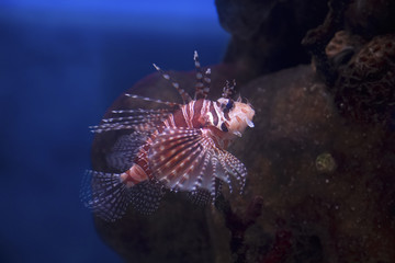 Zebra fish swims in the waters of the red sea