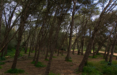 Fototapeta premium A group of trees arching to the right