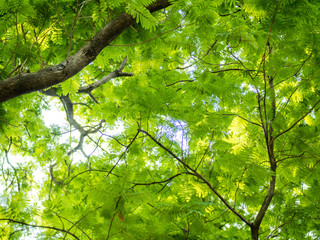 nature green wood sunlight backgrounds.