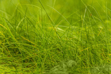 фон из мелкой зеленой травы 
