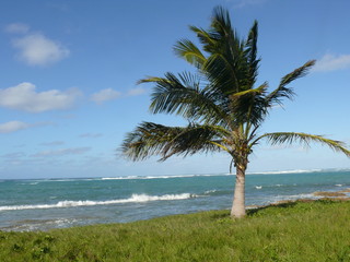 Fototapeta na wymiar Un cocotier sur la plage de Morel en Guadeloupe
