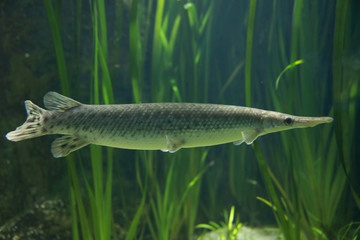 Gefleckter Knochenhechte (Lepisosteidae) oder Kaimanfisch