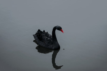 Black Swan