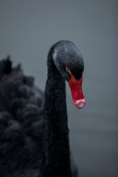 Black swan swimming in water