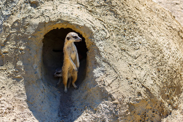 Meerkat stands near the burrow - obrazy, fototapety, plakaty