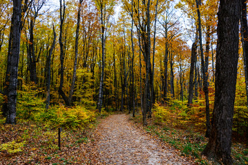 Obraz premium Szlak leśny w Pictured Rocks National Lakeshore, .Munising, MI, USA