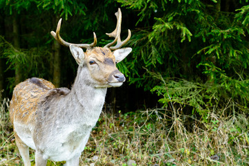 Wild beautiful deer standing at the forest, close-up
