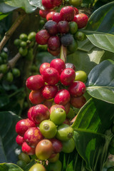 Coffee beans ripening on a tree
