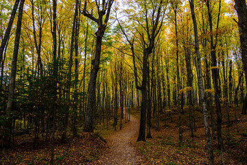 Forest trail in Pictured Rocks National Lakeshore, .Munising, MI, USA