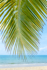 Palm tree leaf close-up background